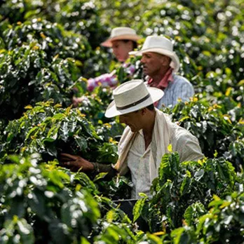Nescafé Farmers Origins: a World of Better Taste | Nescafé MENA